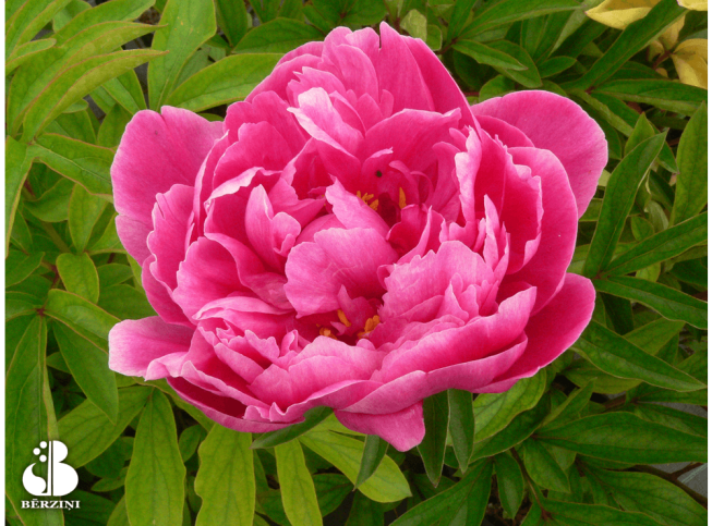Paeonia lactiflora   'Belleville'